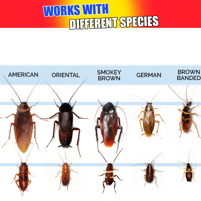 Roach Trap Terminator