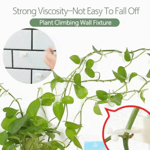 Plant Climbing Wall Fixtures