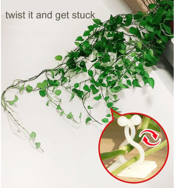 Plant Climbing Wall Fixtures
