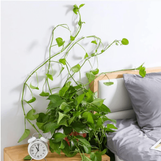 Plant Climbing Wall Fixtures