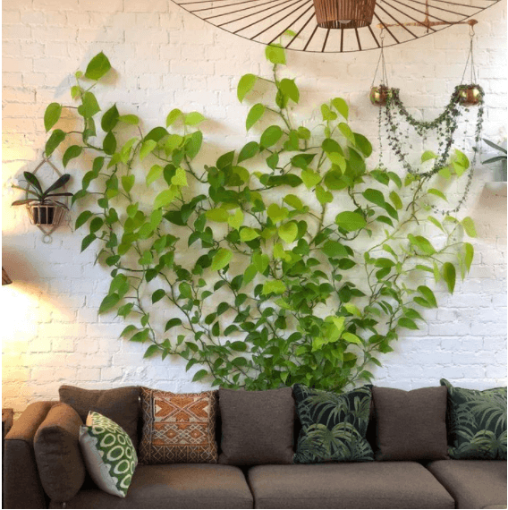 Plant Climbing Wall Fixtures