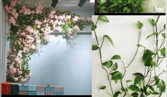 Plant Climbing Wall Fixtures