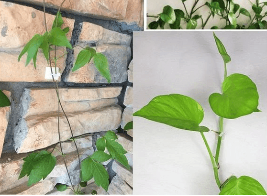 Plant Climbing Wall Fixtures