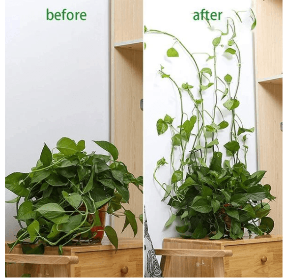 Plant Climbing Wall Fixtures