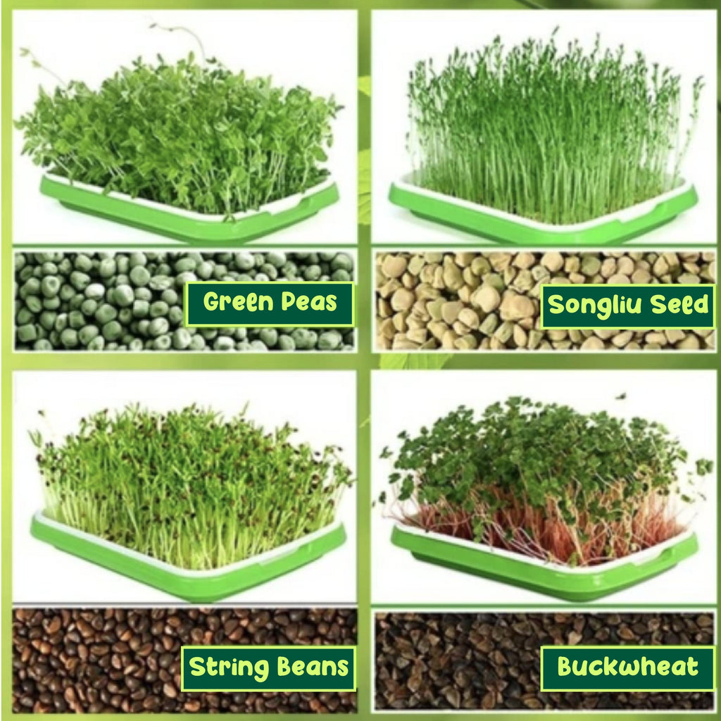 Soilless Rapid Seedling Double-Layered Planting Tray