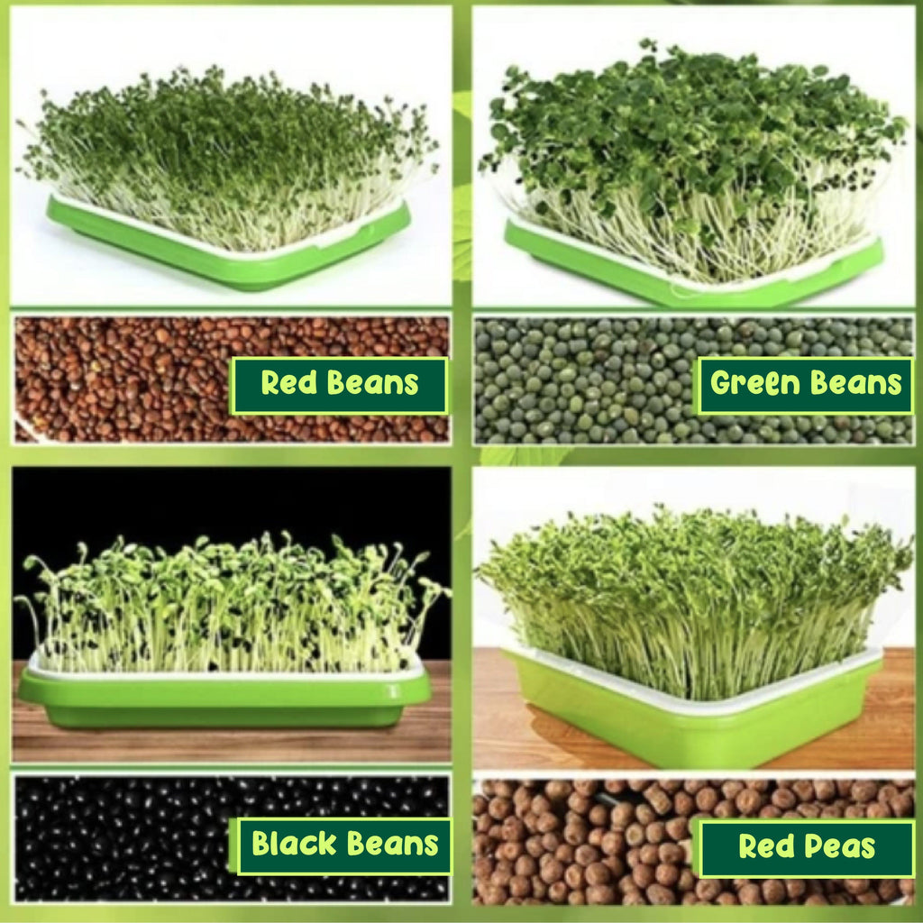 Soilless Rapid Seedling Double-Layered Planting Tray